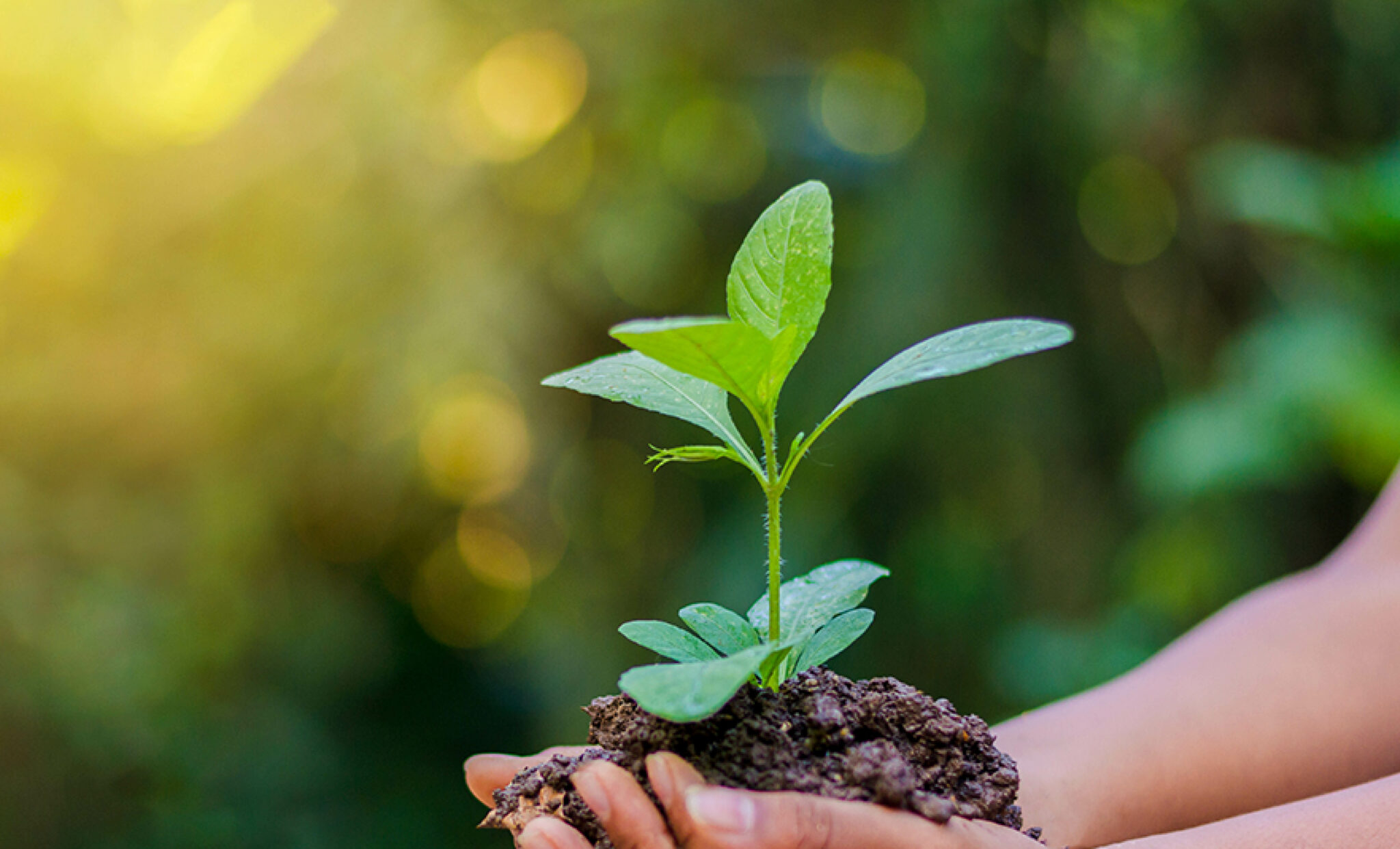 respect-environnement-photo-groupe-millet-menuiserie